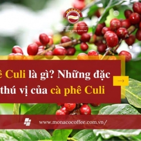 Cà phê Culi là gì? Những đặc điểm thú vị của cà phê Culi