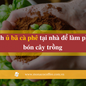 Cách ủ bã cà phê tại nhà để làm phân bón cây trồng
