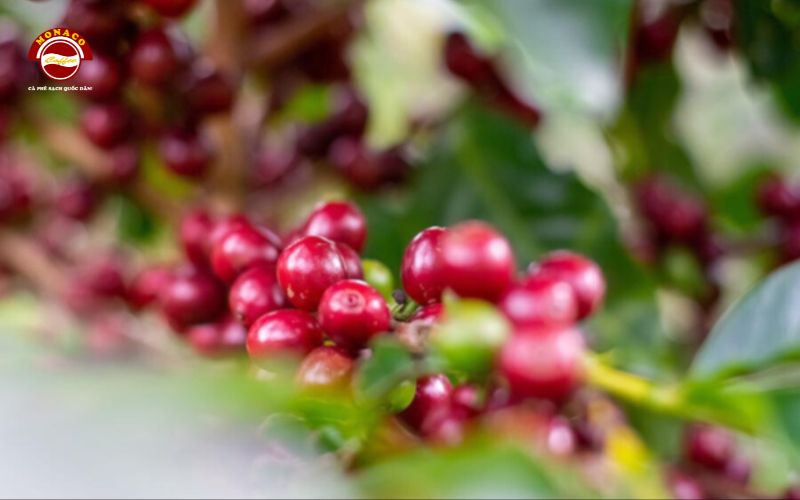 Những yếu tố khiến giá cà phê Robusta lên đỉnh đầu năm 2024